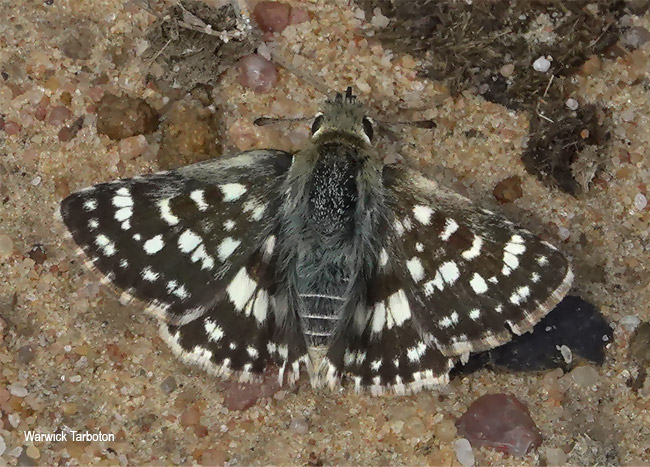 Spialia ferax
